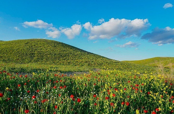 دشت شقایق‌های خراسان جنوبی